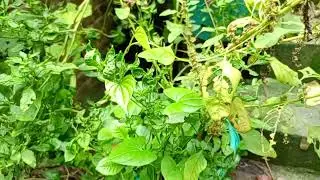 . &ldquo;The Most Fragrant Plants for a Naturally Scented Home&rdquo;