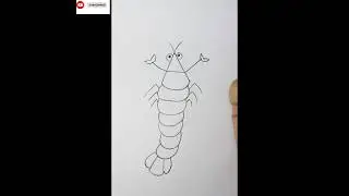 shrimp drawing for kids||shrimp||shrimp fish drawing