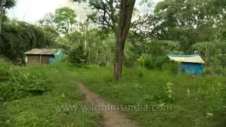 Tribal village amidst forests of South India