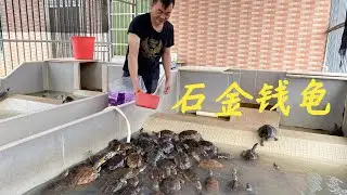【老林赶野】老林已經很多天沒撿烏龜蛋了，看看今天能撿到多少枚蛋