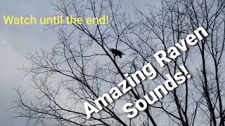 Common Raven Sound ! Very talkative raven! Watch until the end for a really cool sound !