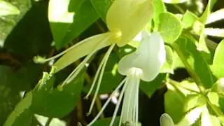 Honeysuckle - Lonicera periclymenum - Sk&oacute;gartoppur - Hafurtoppur - Klifurpl&ouml;ntur