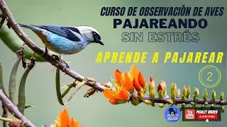 Curso Completo Pajareo2 /Avistamiento de Aves2 SinImportarDonde (EscogiendoLosBinocularesAdecuados)