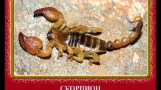 Өрмекші тәрізділер