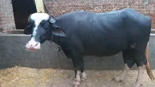 78374-09487, nilli Ravi babar 1 de jhooti for sale
