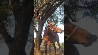 પ્યોર કાઠિયાવાડી sapti ઘોડી  | #kathiyawadihorse#viral #horse#horselover#ghoda #shortvideo#shorts