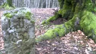 Toscana Selvaggia - Escursioni in Casentino.WMV