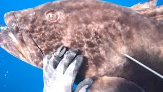 Spearfishing Baja: Mag Bay Magic!