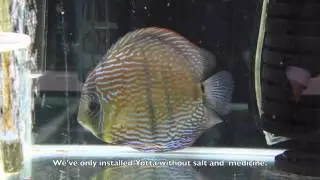 TWINSTAR YOTTA Wild discus - Prevention of fish diseases