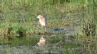 Squacco Heron (Ardeola ralloides) - Herzegovina