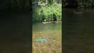 Liswarta, Poland