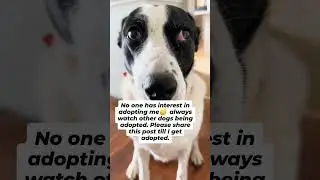 #dogrescue #dogsofinstaworld #dogsoftheday #dogsoninstagram #dogslover #doglife #DogsOfInstagram