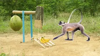 Amazing Monkey Trap Using Ax Coconut And PPVC