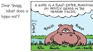 What does a hippo eat?