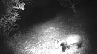 Badger filmed with infra-red camera-trap, garden in Stroud.  Ian Redmond