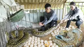 Giant Python Chase After Egg Harvest &ndash; Ms.Hoa&rsquo;s Unexpected Jungle Adventure