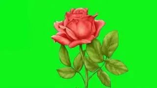 Green Screen Red Rose HD No Copyright Free Royalty