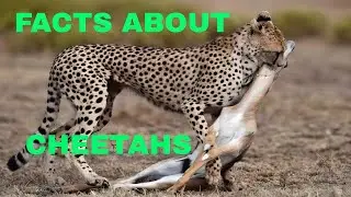 21 Facts About Cheetahs (The Fastest Land Animal Cheetahs)