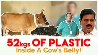 52 Kgs Of Plastic Removed From A Cow's Belly | One Bharath News