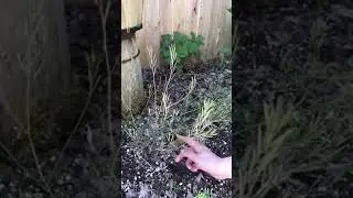 Bittercress weeds ejection slowmotion
