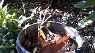 Bare root Seedless grape 1 week after planting in container wow