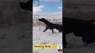Hunting Dog in Action | Wild Instincts Unleashed!
