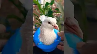 Pigeon treatment 1595 #birds​ #pigeon​ #pets​ #USA #America #USATips #AmericanLife #USAShorts