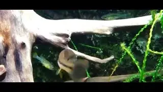Илиодон Ксантуса (Ilyodon xantusi)
