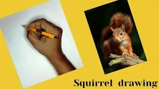 Squirrel drawing /How to draw Squirrel/Squirrel drawing easy/Anup Art Academy