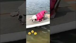 Dog's life due to flood.#dogsafety #dogsfamily #dogsviralvideo #dogsrescue