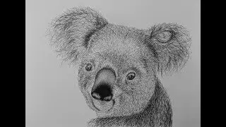How To Draw A Koala Bear Step By Step