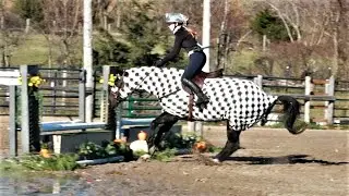 Yikes! A Halloween Horse Show!