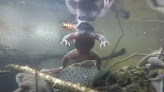 Common Frogs