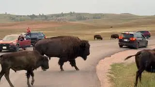 Custer State Park, Needles Hwy, Mount Rushmore, Wind Cave NP, Crazy Horse, Custer SP Wildlife Loop