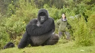 How Veronica Vecellio is Continuing Dian Fossey's Legacy | Dian Fossey Gorilla Fund