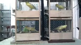 Malinois Canary Waterslager  Song  - Zeljko Bojovic 3