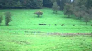 compagnie de sanglier &agrave; travers champs hog chasse