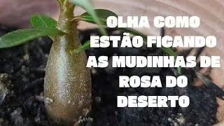 Rosas do Deserto de sementes