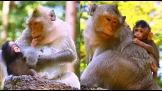 OMG! Baby Newborn Crise, Mom Warning For Milk Baby Monkey#monkeyfamily #babyanimal #shortsvideo