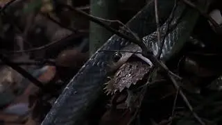 Keeled Rat snake attempted predation of a juvenile spiny hill terrapin at BTNR