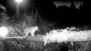 Meidase Trail Camera - Two cougars crossing log bridge at night,