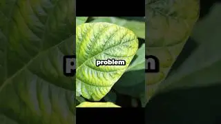 How to Identify and Fix Potassium Deficiency in Plants #shorts