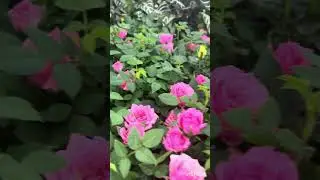 #walmart #walmartfinds #flowers #rose #roseplant #roseplants #plants #beauty #walmartbeauty #green