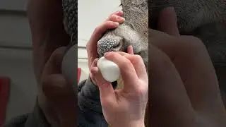 Building nose pad texture. #taxidermy #howto #hunting #deer #archery #country #outdoors