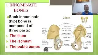 Midwifery class on bony pelvis #femalepelvis #midwifery in English Part 1