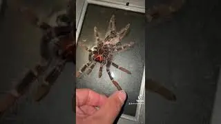 Что делать с линькой у тарантулов!