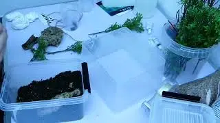 E.murinus & P.irminia slings aus dem Arachnida-shop (unboxing+housing)