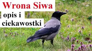 Wrona Siwa - opis i ciekawostki