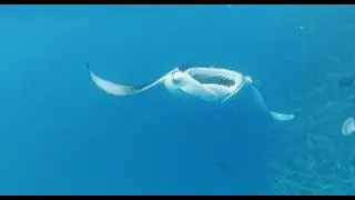 🐳Mantaray in Hanifaru Bay🤿Baa Atoll,#mantaray #OceanMagic #UnderwaterWorld #MarineLife #OceanVibes