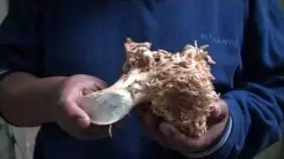 Ramaria botrytis